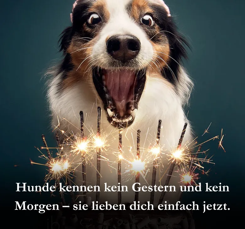 Hunde kennen kein Gestern und kein Morgen – sie lieben dich einfach jetzt.