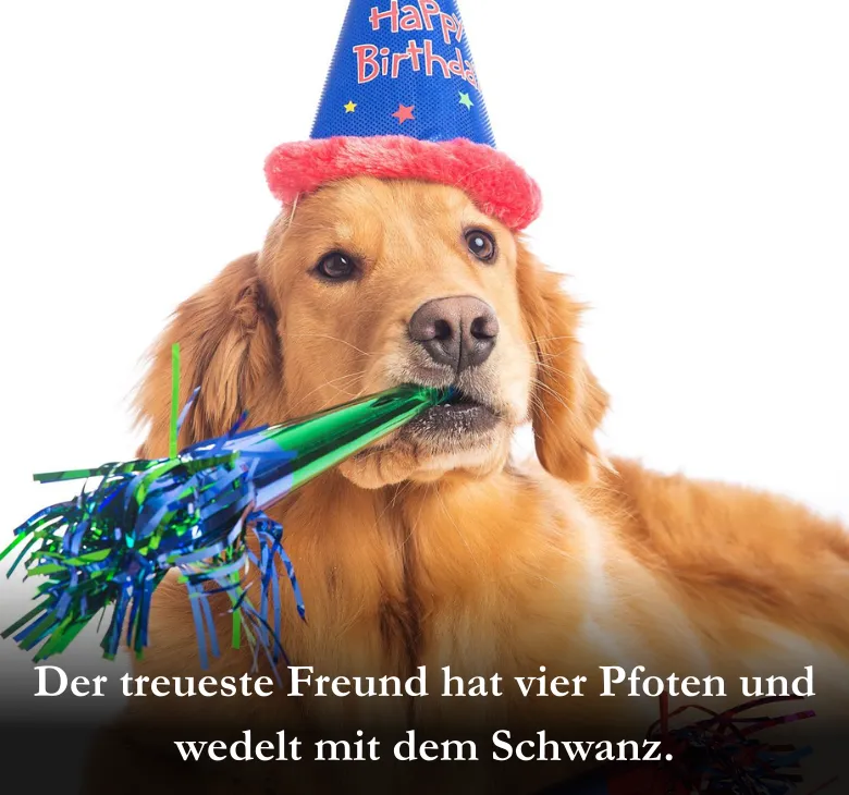 Der treueste Freund hat vier Pfoten und wedelt mit dem Schwanz.