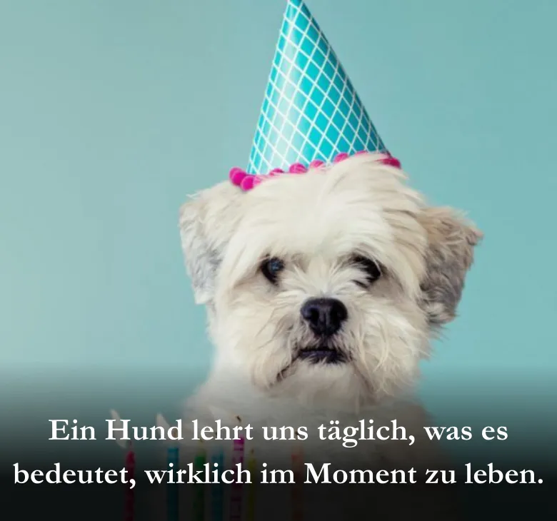 Ein Hund lehrt uns täglich, was es bedeutet, wirklich im Moment zu leben.
